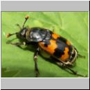 Necrophorus sp - Totengraeber 02.jpg